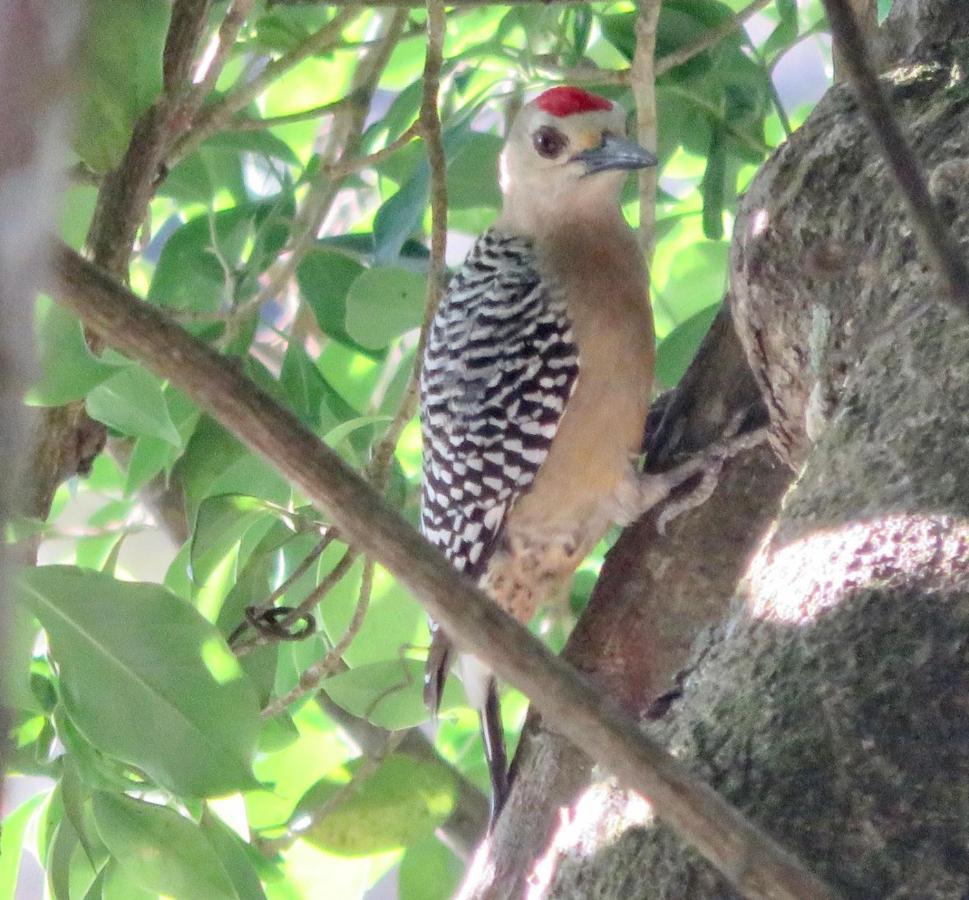 El Valle De Anton La Chachalaca 아파트 외부 사진