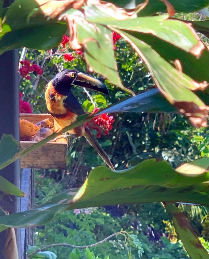 El Valle De Anton La Chachalaca 아파트 외부 사진