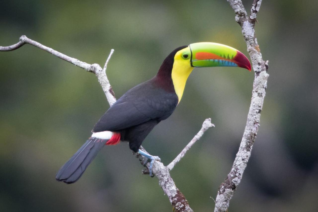 El Valle De Anton La Chachalaca 외부 사진