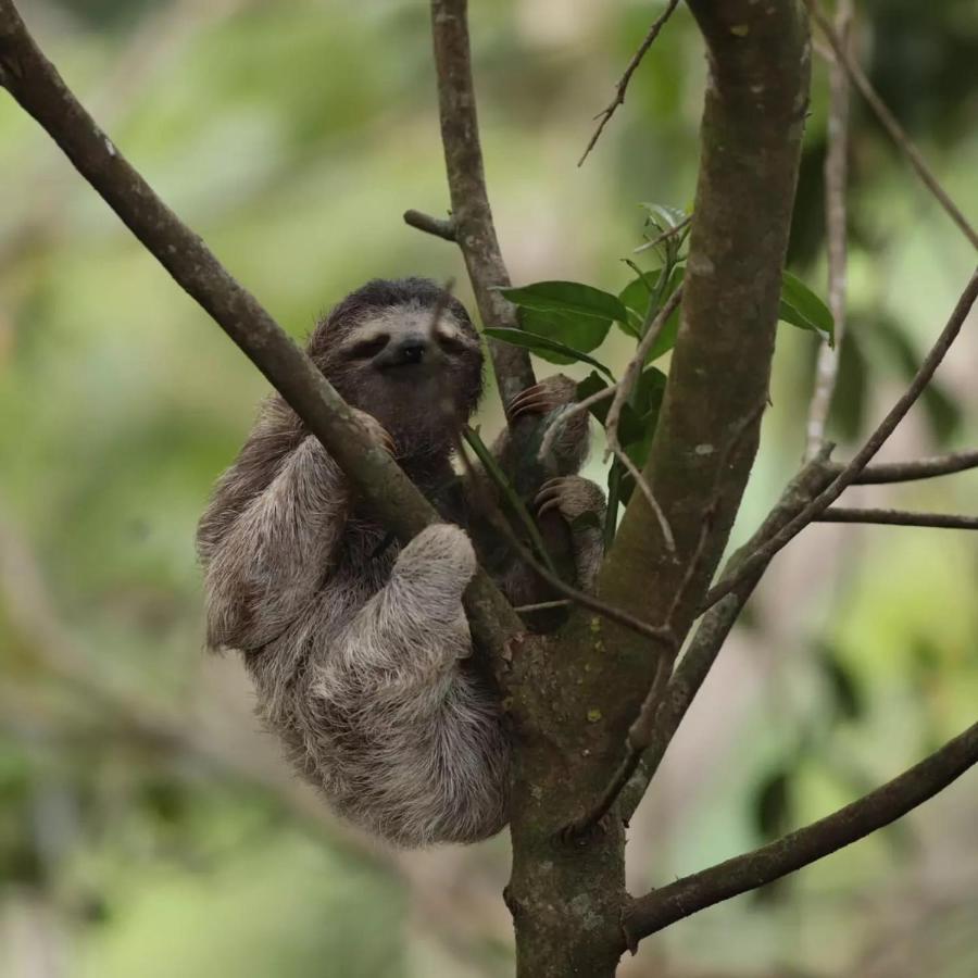 El Valle De Anton La Chachalaca 아파트 외부 사진