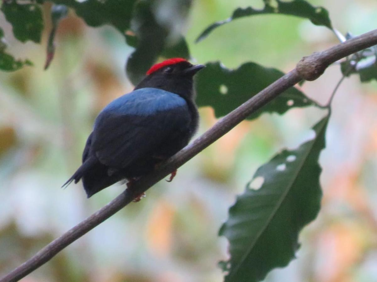 El Valle De Anton La Chachalaca 외부 사진