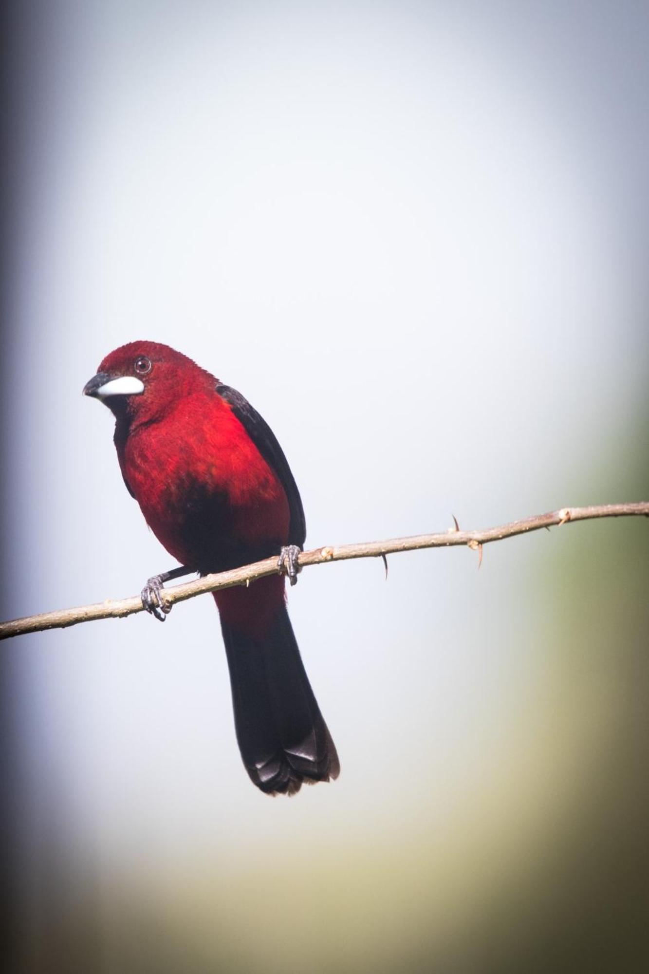 El Valle De Anton La Chachalaca 외부 사진