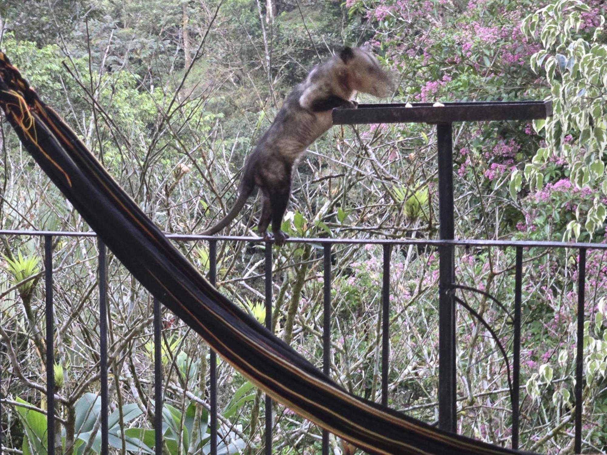 El Valle De Anton La Chachalaca 외부 사진