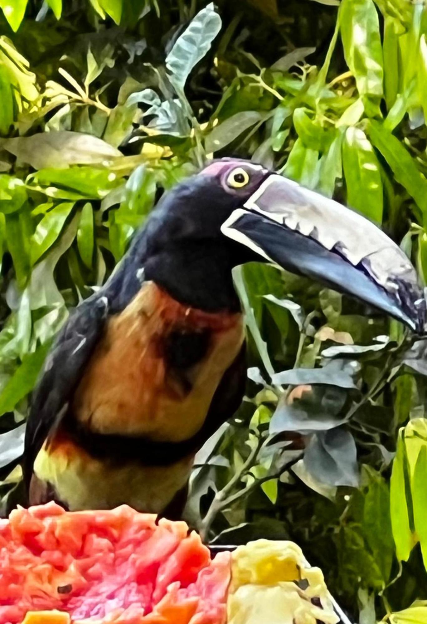 El Valle De Anton La Chachalaca 외부 사진