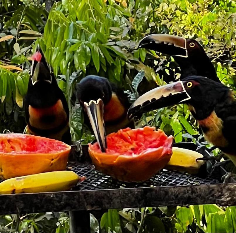 El Valle De Anton La Chachalaca 외부 사진