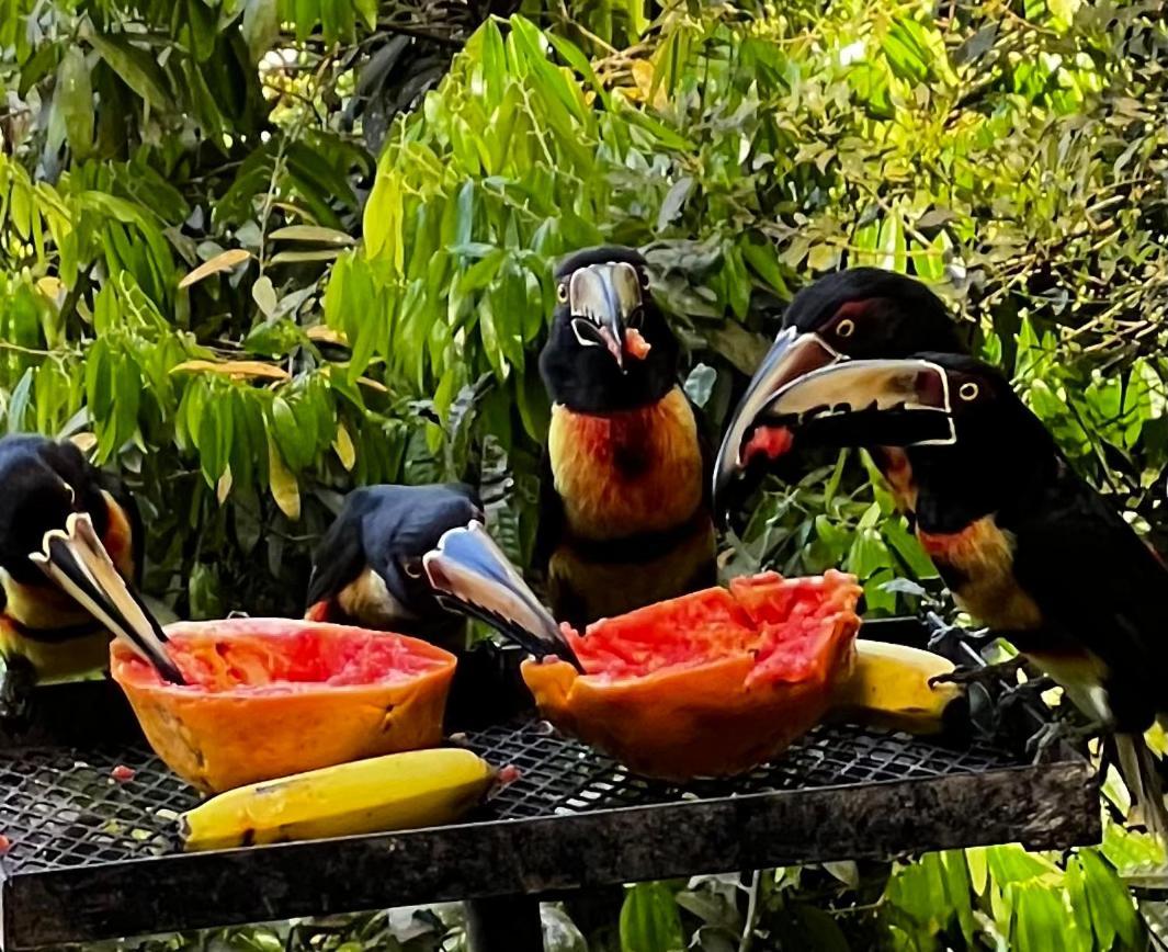 El Valle De Anton La Chachalaca 외부 사진