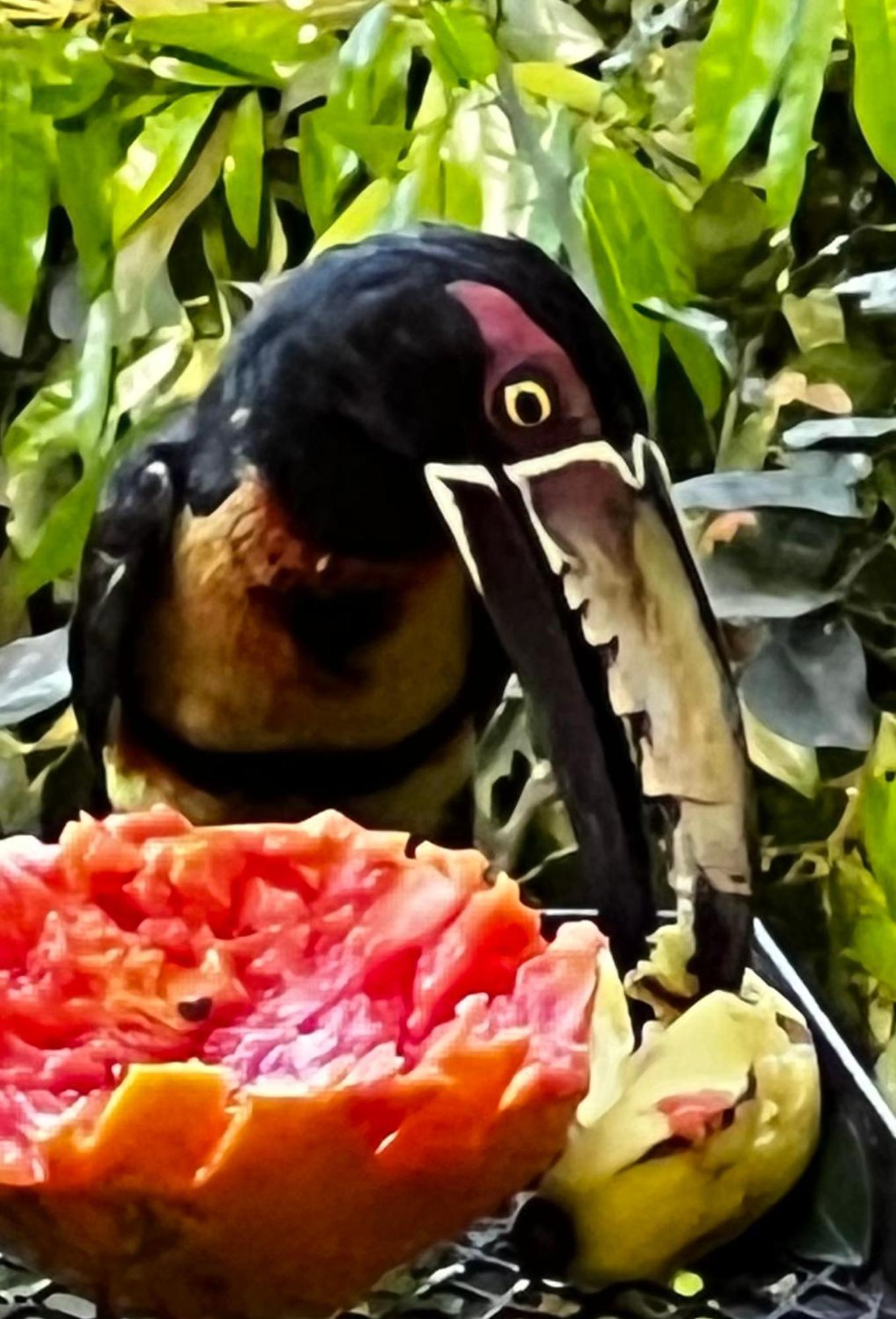 El Valle De Anton La Chachalaca 외부 사진