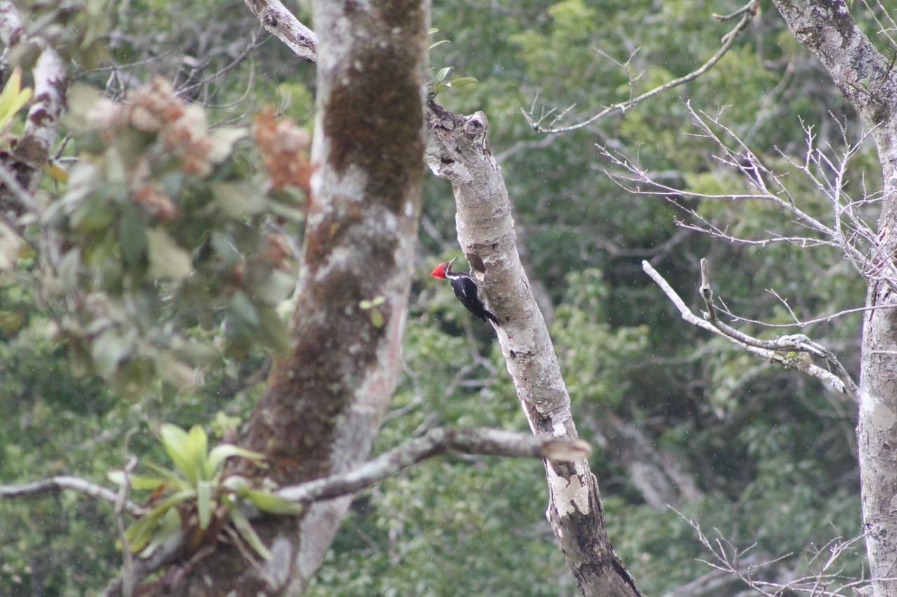 El Valle De Anton La Chachalaca 외부 사진