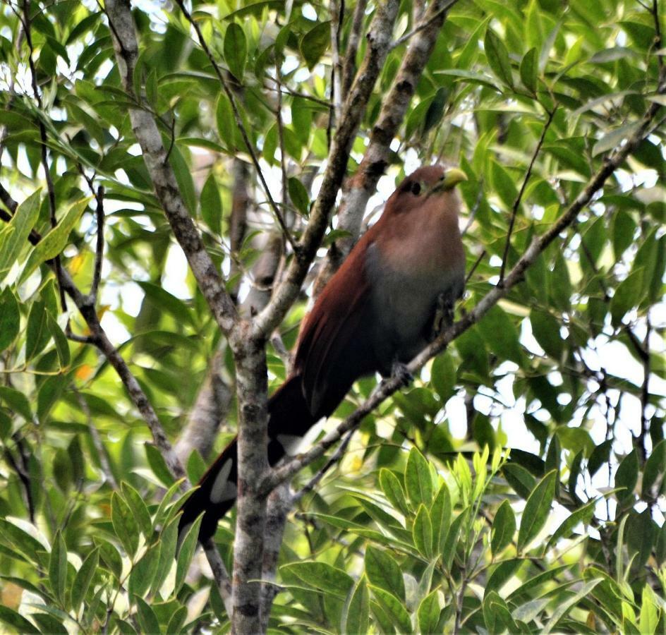 El Valle De Anton La Chachalaca 외부 사진