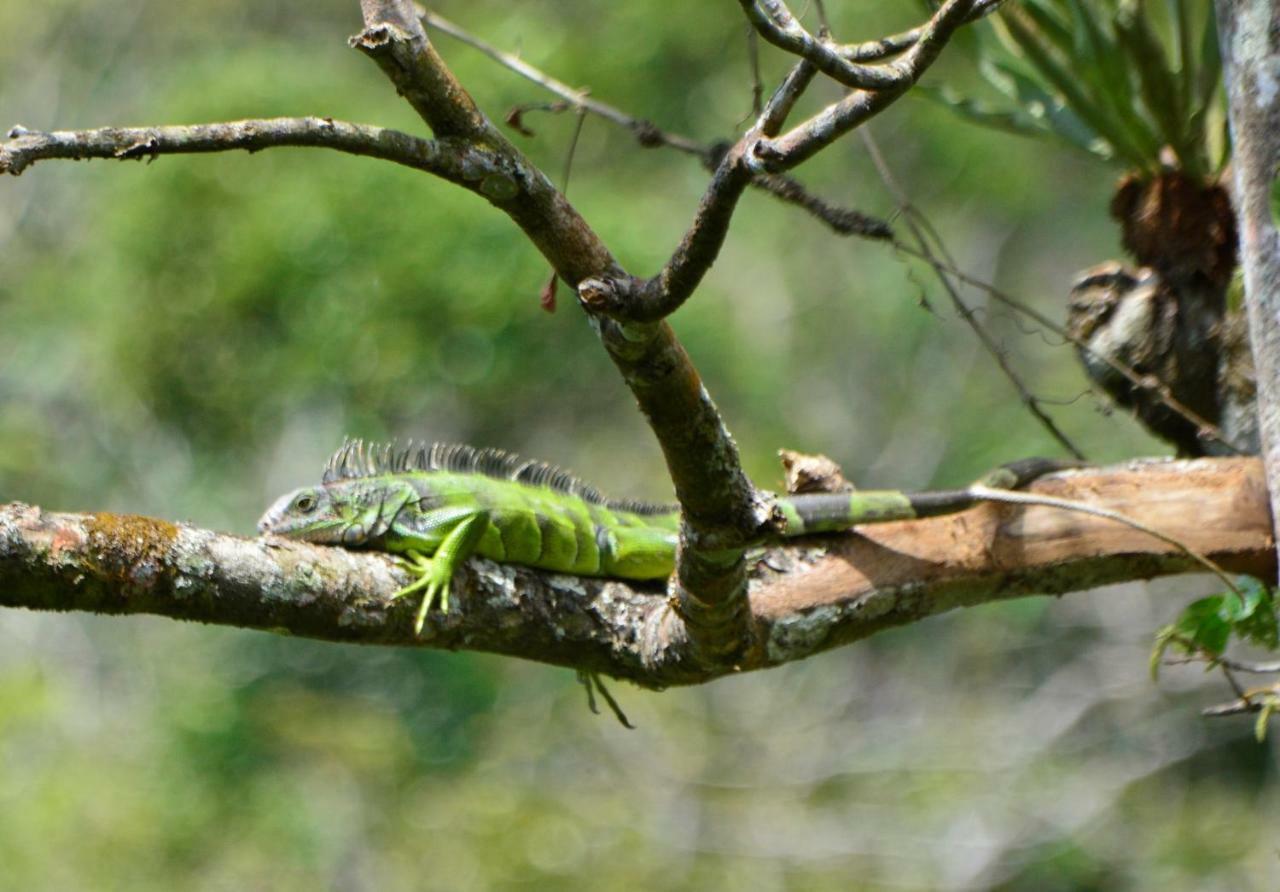 El Valle De Anton La Chachalaca 외부 사진