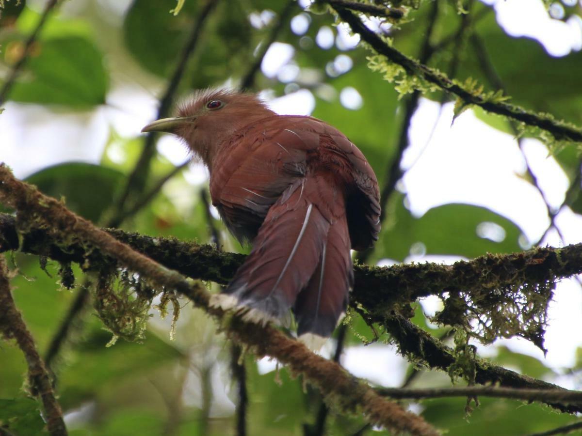 El Valle De Anton La Chachalaca 아파트 외부 사진