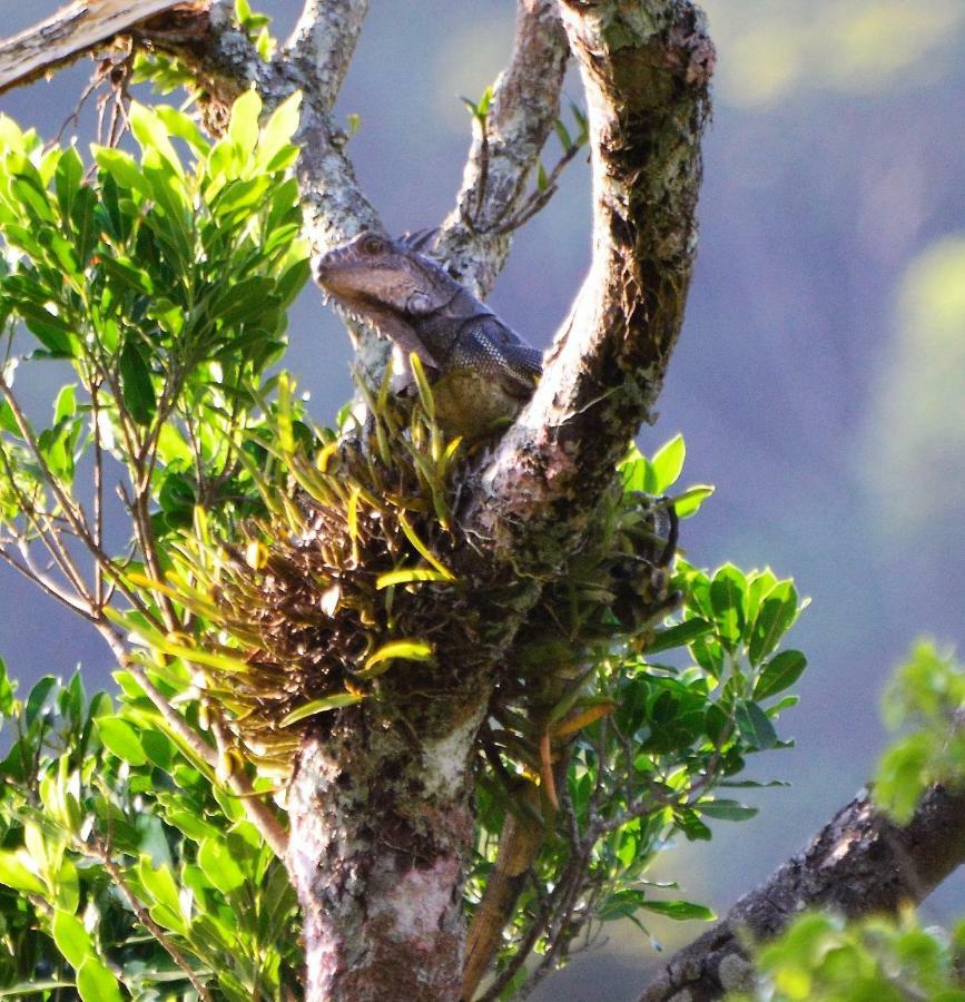 El Valle De Anton La Chachalaca 아파트 외부 사진