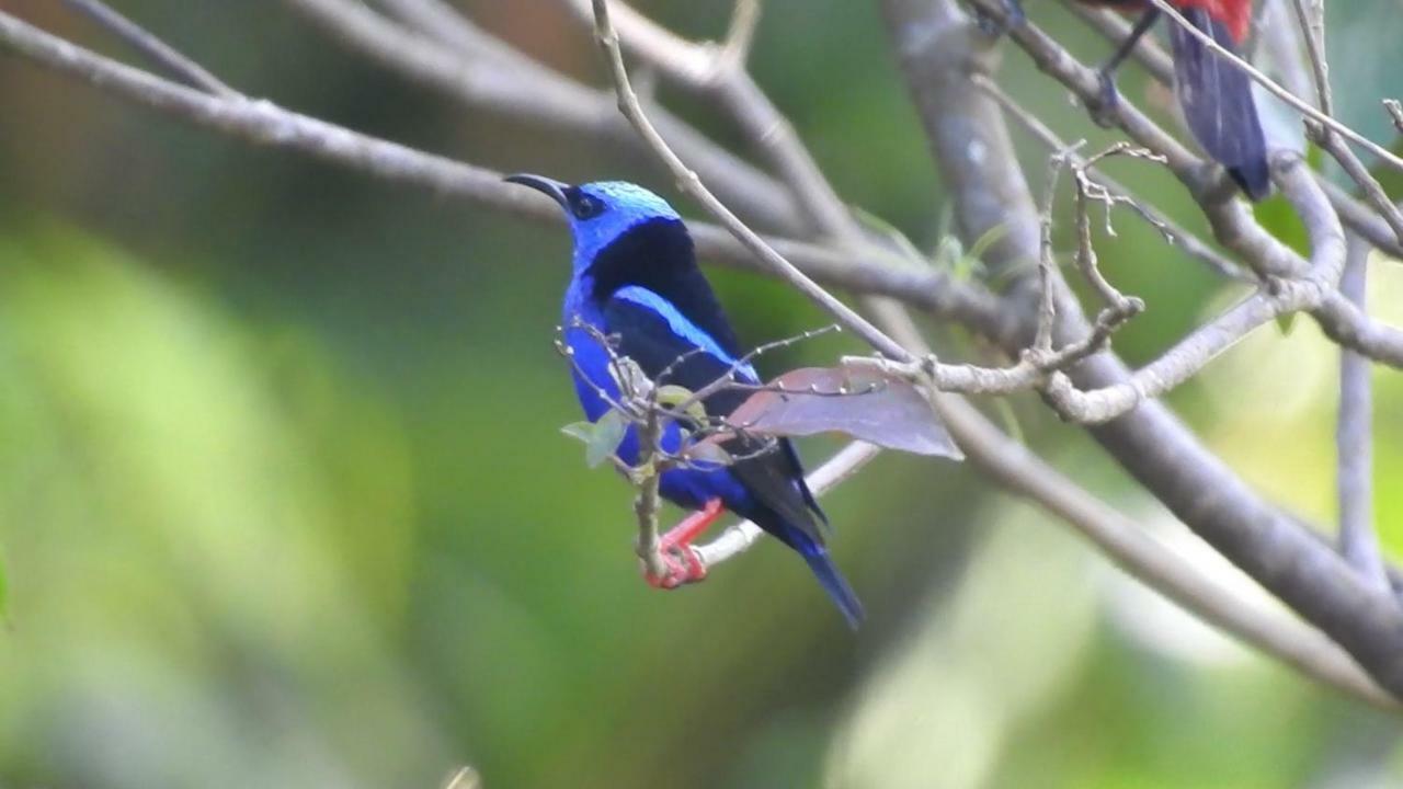 El Valle De Anton La Chachalaca 외부 사진