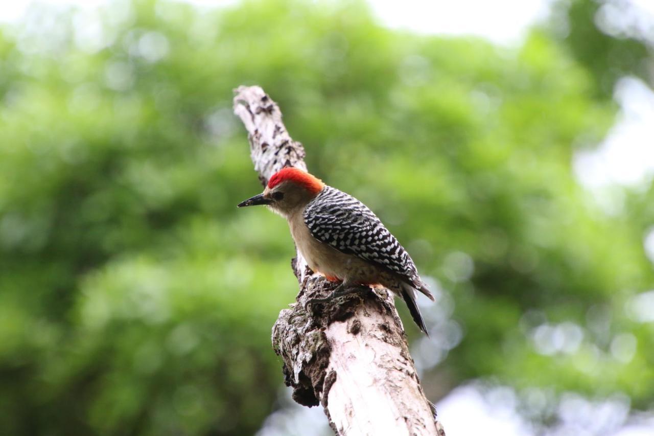 El Valle De Anton La Chachalaca 외부 사진