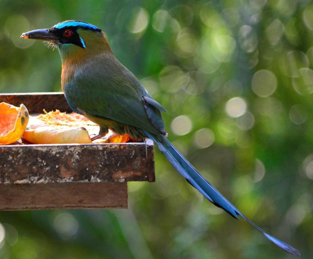 El Valle De Anton La Chachalaca 아파트 외부 사진