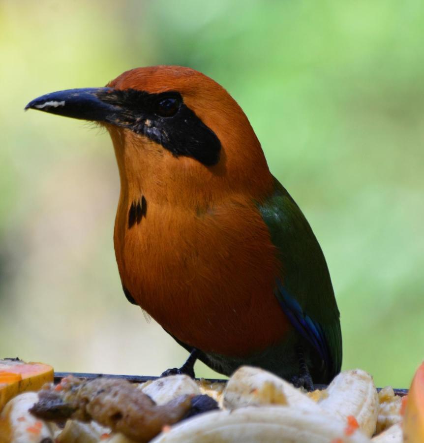 El Valle De Anton La Chachalaca 아파트 외부 사진