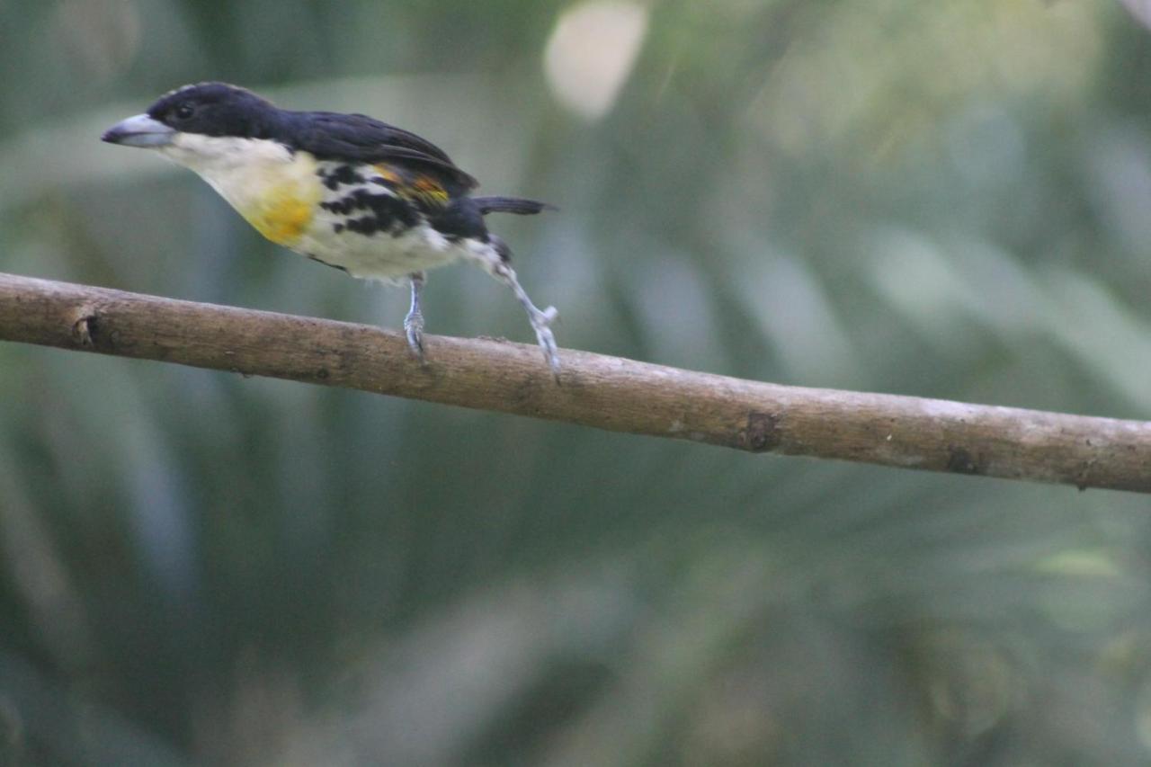 El Valle De Anton La Chachalaca 아파트 외부 사진