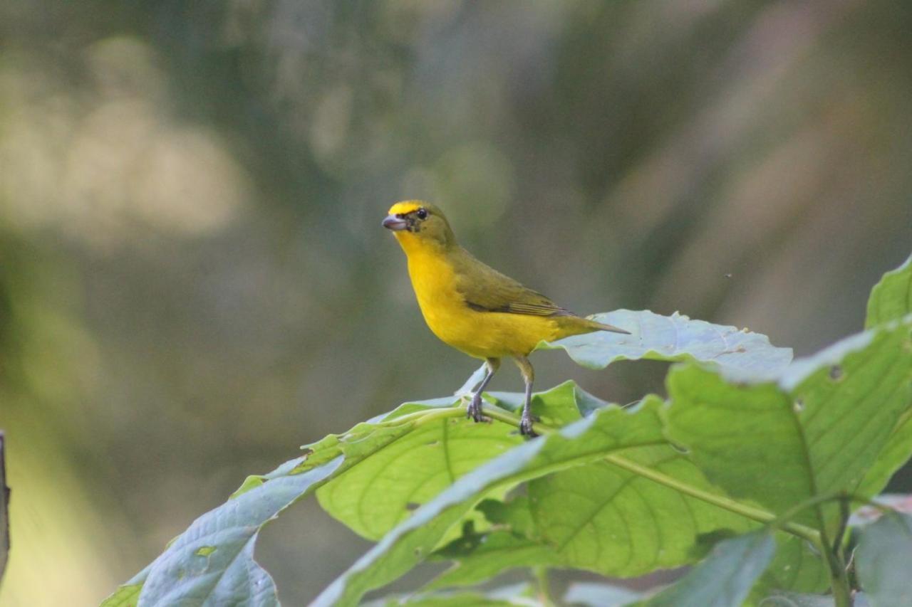 El Valle De Anton La Chachalaca 외부 사진