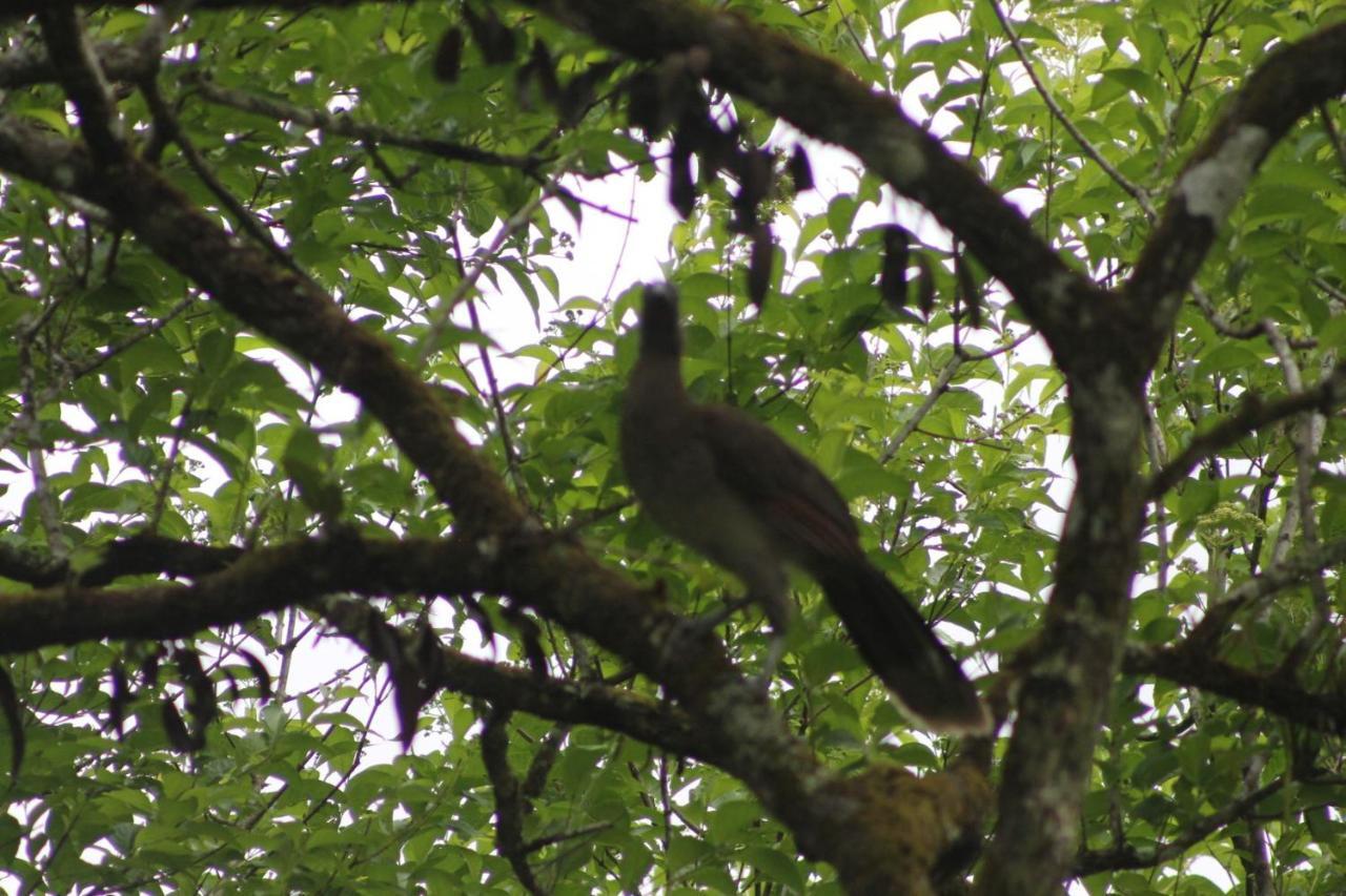 El Valle De Anton La Chachalaca 외부 사진