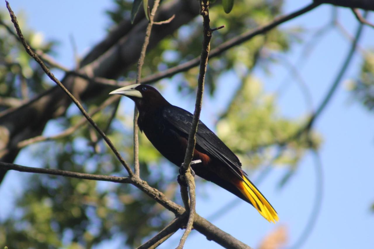 El Valle De Anton La Chachalaca 외부 사진